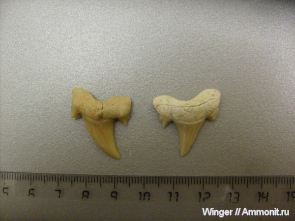 акулы, Otodus, sharks