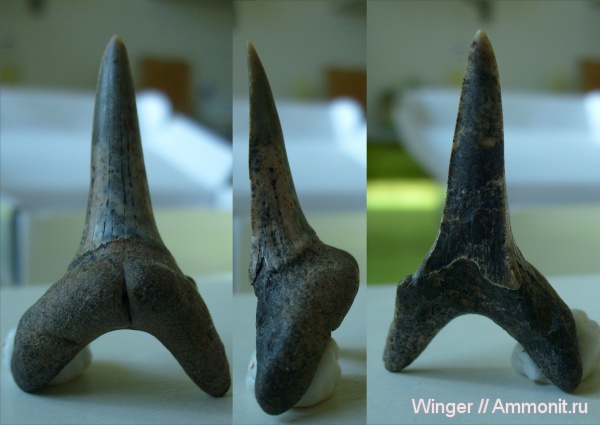 Jaekelotodus
