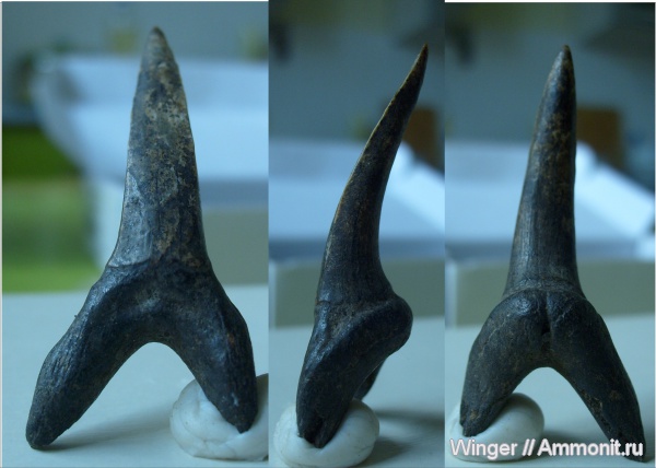 зубы акул, Striatolamia, shark teeth