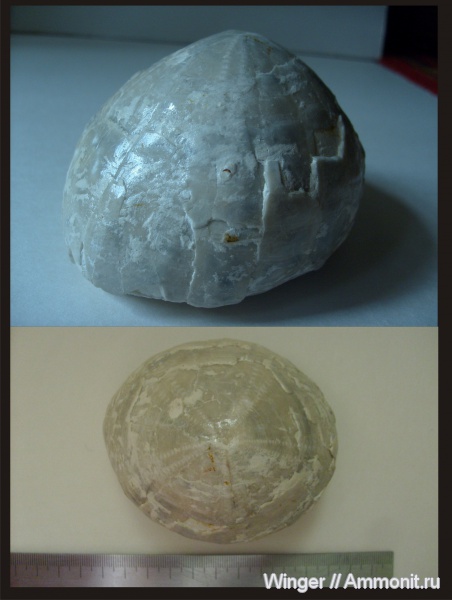 морские ежи, мел, Саратовская область, Echinocorys, ежи, Cretaceous