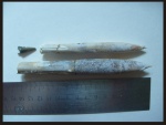 Belemnitella