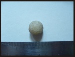 Пузырь Echinosphaerites