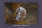 Aconeceras