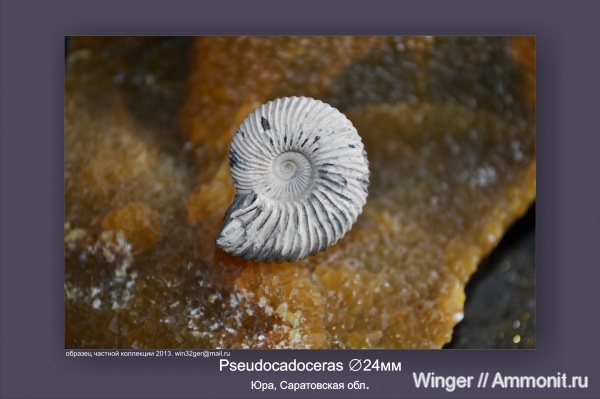 аммониты, юра, нижний келловей, келловей, Pseudocadoceras, средняя юра, Cadoceratinae, Cardioceratidae, Ammonites, зона Cadoceras elatmae, Callovian, Jurassic, Middle Jurassic, Lower Callovian