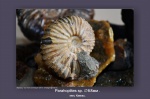 parahoplites