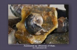 Aconeceras