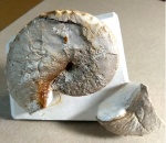 Hoploscaphites sp. Устье. Маастрихт. Вольск