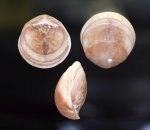 Брахиопода Magas chitoniformis со следами сверления
