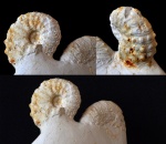 Верхнемеловой аммонит предположительно Acanthoceras sp.