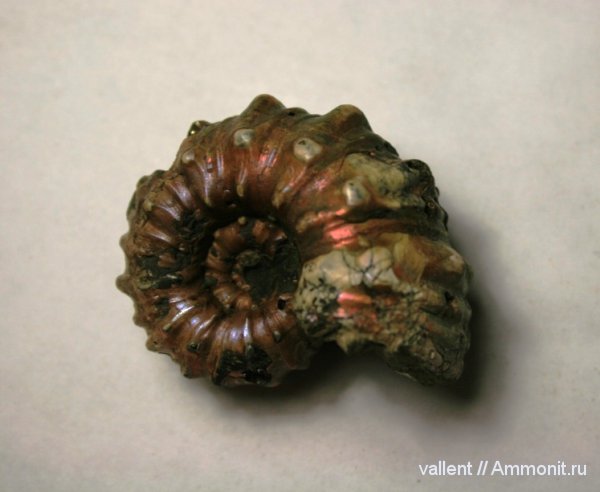 Epicheloniceras, Epicheloniceras martini, Douvilleiceratidae