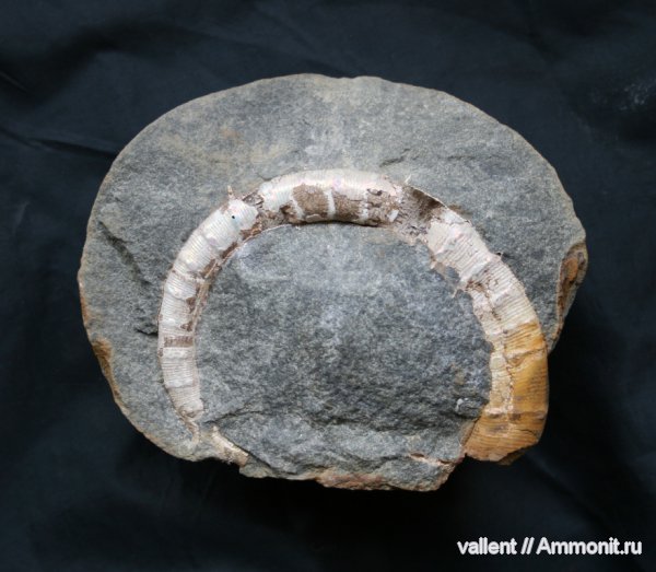 Lytocrioceras
