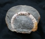 аммонит Lytocrioceras