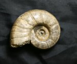 аммонит с реки Урух  Eogaudryceras