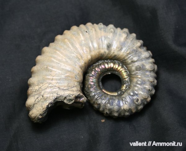 Pseudoaustraliceras