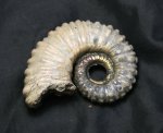 аммонит Pseudoaustraliceras