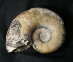аммонит Tetragonites