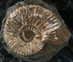 Аммонит Colombiceras