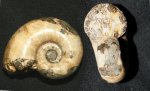 аммонит Biasaloceras