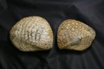 Две quadratotrigonia nodosa