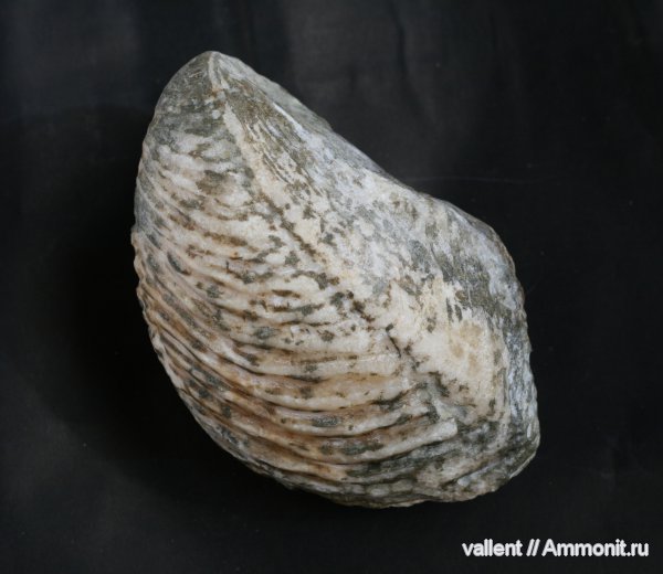 Myophorella, тригонии