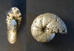 Пиритизированный аммонит Salfeldiella Guettardi