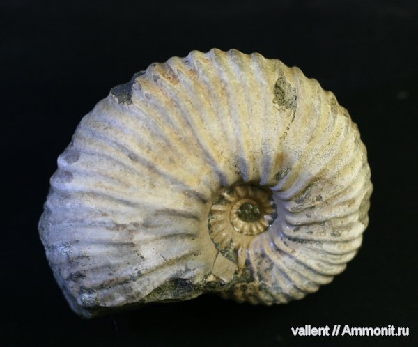 Parahoplites