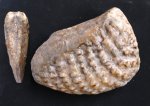 Quadratotrigonia