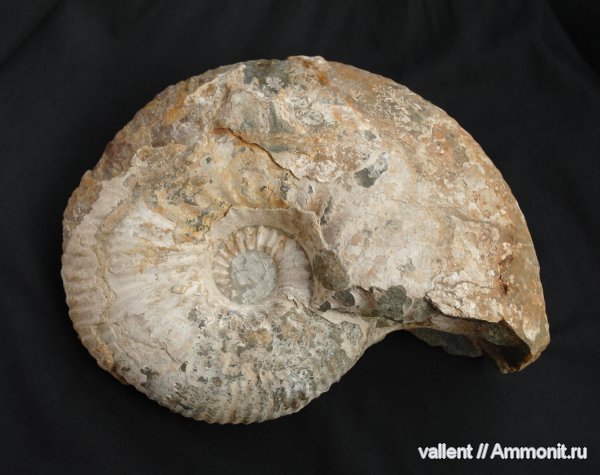 Parahoplites
