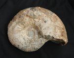 Крупный Parahoplites