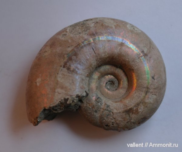 Puzosia, Desmoceratidae, Puzosiinae