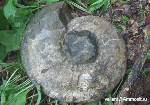 Spiticeras