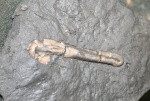 аммонит Hamites?