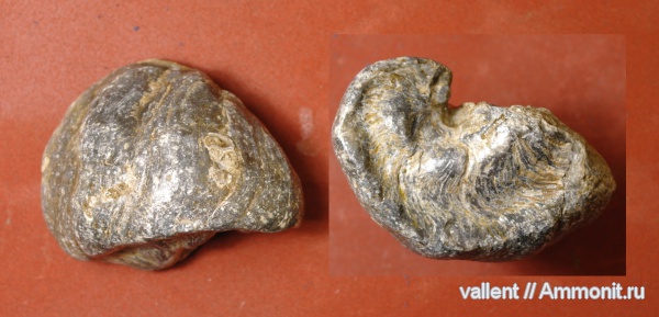 Amphidonta