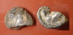 Amphidonta  Subsinuata