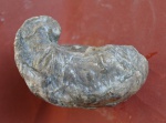 Еще одна Amphidonta Subsinuata
