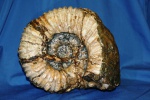 Epicheloniceras debile