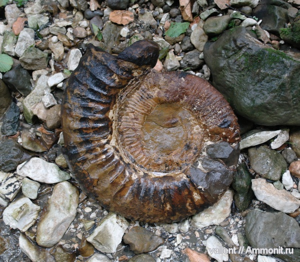 Ammonitoceras