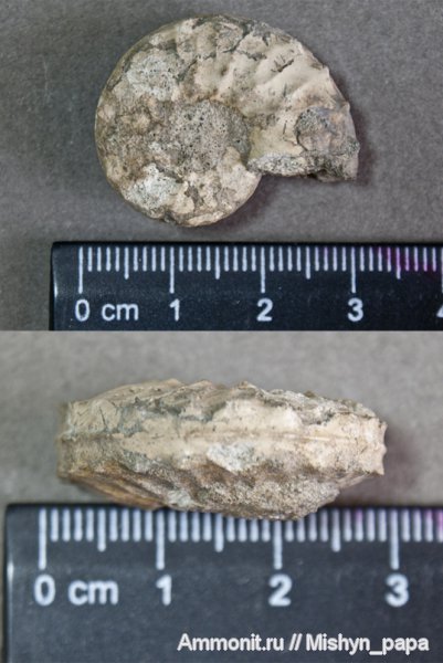мел, беспозвоночные, Schloenbachia, Cretaceous