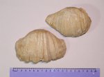 Действительно гигантские брахиоподы Gigantoproductus