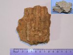 Коралл Actinocyathus из Тверской области