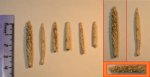Иглы морских ежей Archaeocidaris