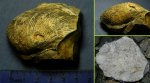 Раковина брахиоподы Ovatia или Semiplanus?