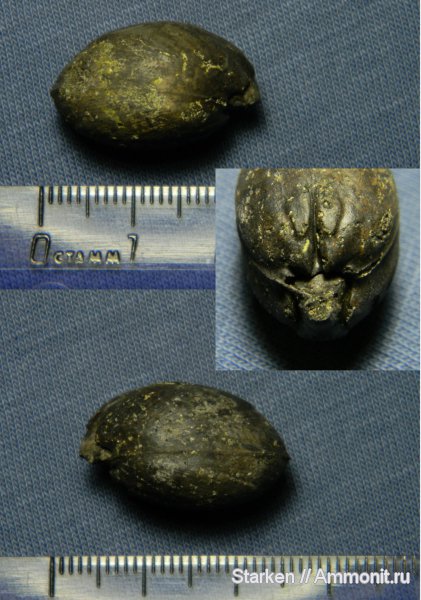 брахиоподы, юра, Еганово, Russiella, Terebratulida, Rugitela, Jurassic
