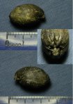 Брахиопода Rugitela (Russiella) с замком