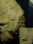 Мшанка Polypora