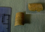 Фрагмент прямораковинного головоногого из нижнего карбона