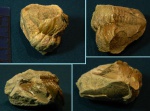 Свернувшийся трилобит семейства Ptychopygidae