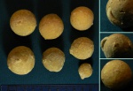 Морские пузыри Echinosphaerites
