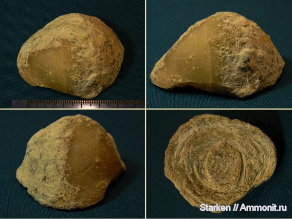 ордовик, мшанки, Тверская область, Рогачевский карьер, Ordovician