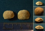 Брахиоподы Gonambonites inflexus